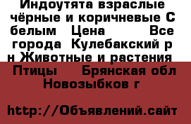 Индоутята взраслые чёрные и коричневые С белым › Цена ­ 450 - Все города, Кулебакский р-н Животные и растения » Птицы   . Брянская обл.,Новозыбков г.